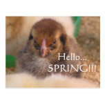 baby chickens post card