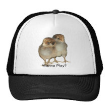 Baby chicks araucana chickens ornithology birds hat