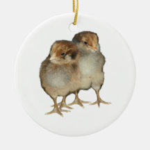 Baby chicks araucana chickens ornithology birds christmas tree ornament