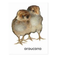 Baby chicks araucana chickens ornithology birds postcard