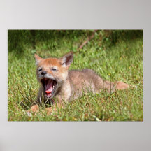Baby Coyote Yawning Poster