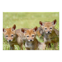 Baby Coyotes Photo