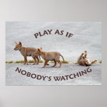 Baby Coyotes Playing Posters