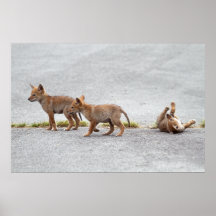 Baby Coyotes Playing Print