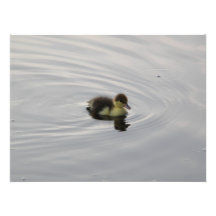 Baby duck photo art