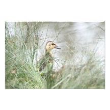 Baby duck photograph
