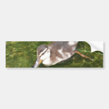 Baby Duck Swimming  Bumper Stickers