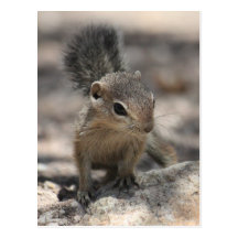Baby Harris' Antelope Squirrel Postcards