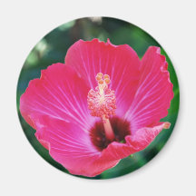 'Baby Hibiscus' Magnet