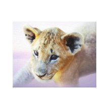 Baby lion cub at rest stretched canvas prints
