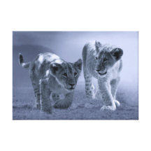 Baby lion cubs at play canvas print