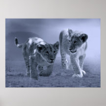Baby lion cubs at play print