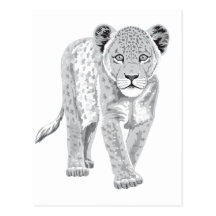 Baby Lion Post Cards