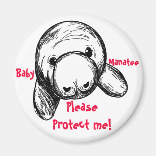 Baby Manatee! Fridge Magnets