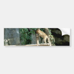 Baby Monkey Bumper Stickers
