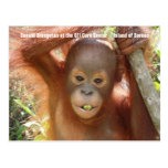 Baby Orangutan Photo (Donald) Postcard postcards