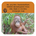 Baby Orangutan Steppenwolf stickers