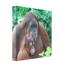 Baby Orangutan with Mother Canvas Print