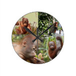Baby Orangutans and Monkey wall clocks