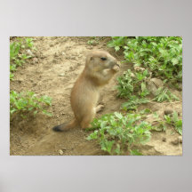 Baby Prairie Dog Posters