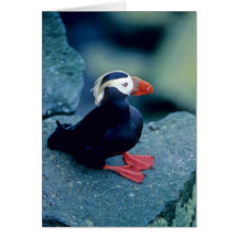 Baby Puffin Card