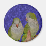 Baby Quaker Parrot Pair Animal Magnet