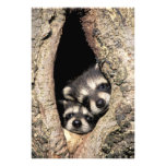 Baby raccoons in tree cavity Procyon Art Photo