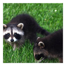 Baby Raccoons  Invitations