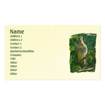 Baby Red Tailed Hawk Business Card