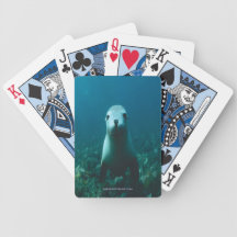 BABY SEAL DECK OF CARDS