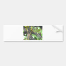 baby spiders bumper stickers