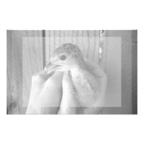 baby turkey bw in hands stationery