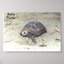 Baby Turtles Poster