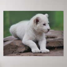 Baby white lion cub series poster