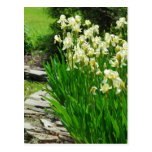 Baby Yellow Irises Post Card