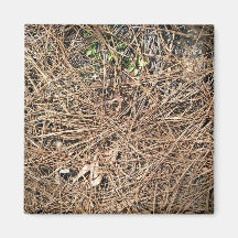 Background Texture of Dry Pine Leaves Magnet