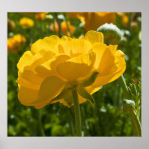 Backlit Yellow 2 Poster