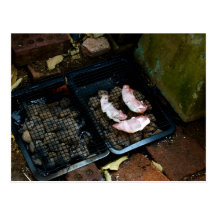 Bacon Day post card