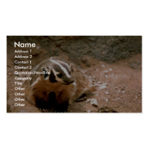 Badger Business Card Templates