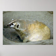 Badger Posters