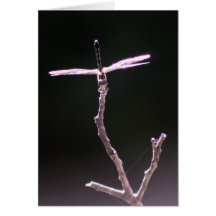 "Balance" Dragonfly Photography Greeting Cards