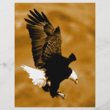 Bald American Eagle Flyers