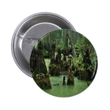 Bald cypress knees rising from swamp water pinback button