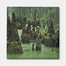 Bald cypress knees rising from swamp water magnet