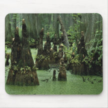 Bald cypress knees rising from swamp water mouse pad