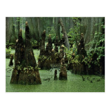 Bald cypress knees rising from swamp water postcard