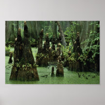 Bald cypress knees rising from swamp water posters
