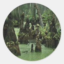 Bald cypress knees rising from swamp water round stickers