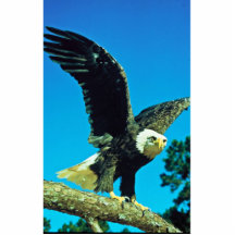 Bald Eagle Acrylic Cut Outs