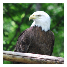 Bald Eagle Bird Invitations